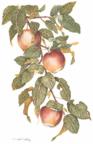 Apples