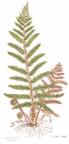 August Fern
