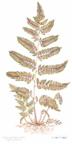 Japanese Painted Fern