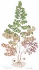 Maidenhair Fern