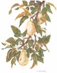 Pears